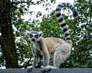 Tropical Lemur Perched In A Tree Wallpaper