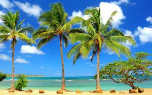 Tropical Paradise Of Coco Palm Trees Wallpaper