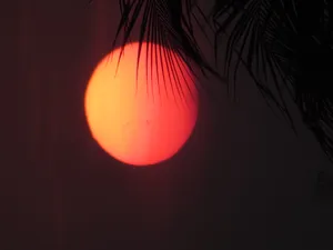 Tropical Retrowave Sunset Wallpaper