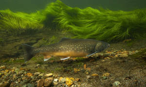 Trout Ocean Plants Wallpaper