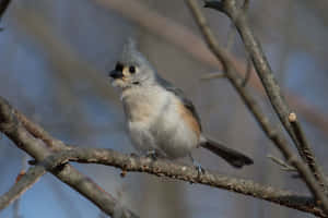 Tufted Titmouse Perchedon Branch.jpg Wallpaper