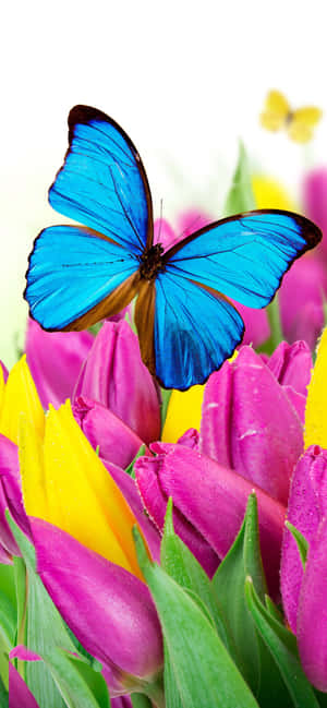 Tulip Flowers And Butterflies Wallpaper