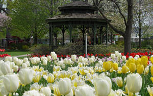 Tulips Flower Garden Wallpaper