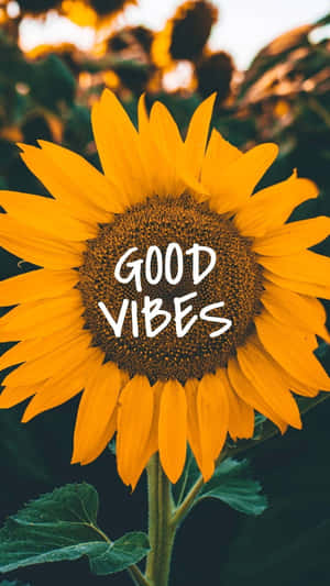 Tumblr Aesthetic Good Vibe Sunflower Wallpaper