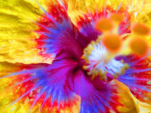 Tumblr Flower Colourful Petals Wallpaper