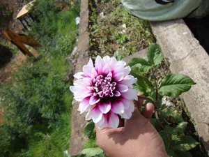 Tumblr Flower Garden Wallpaper