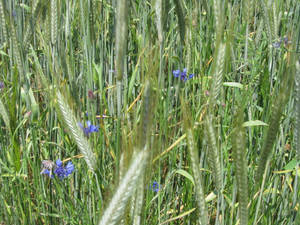 Tumblr Flower In Grass Wallpaper