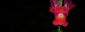 Tumblr Flower Red Orchid Wallpaper