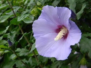 Tumblr Flower With Pale Purple Petals Wallpaper