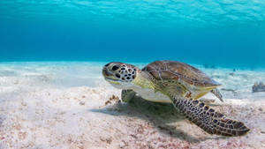 Turtle On A Seabed Wallpaper