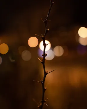 Twig With Sharp Thorns Wallpaper