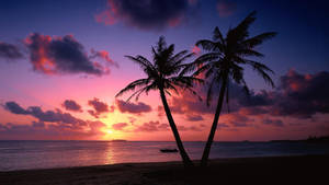 Twin Coconut Tree On Beach Sunset Wallpaper