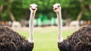 Twin Ostriches Standing Together Wallpaper