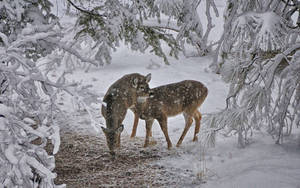Two Baby Deer In Snow Wallpaper