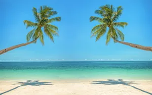 Two Bent Palm Trees Tropical Desktop Wallpaper