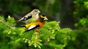 Two Birds On Plant Wallpaper