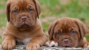 Two Brown Puppies Wallpaper