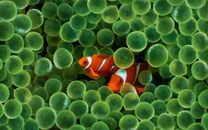 Two Clown Fish Wallpaper