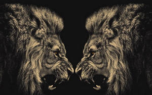 Two Cool Lion Face To Face Wallpaper
