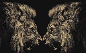 Two Cool Lion Face To Face Wallpaper