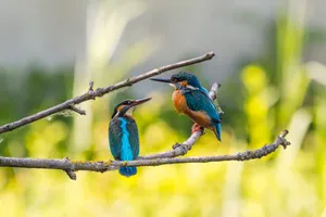 Two Cute Animals Kingfisher Duet Birds Wallpaper