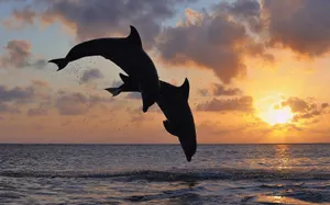 Two Dolphin Mammals Diving During Sunset Wallpaper