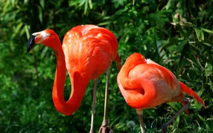 Two Flamingos In Green-leafy Background Wallpaper