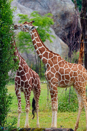 Two Giraffes Eating Wallpaper