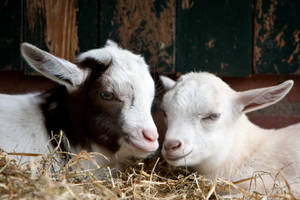 Two Goats In A Barn Wallpaper