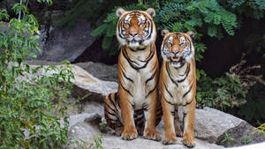 Two Harimau Sitting Wallpaper