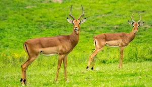 Two Impalas Wild Animal Wallpaper
