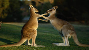 Two Kangaroos Playing Wallpaper