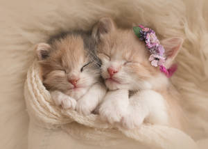 Two Kittens In Bed Wallpaper