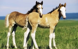 Two Light Brown Foal In A Meadow Wallpaper