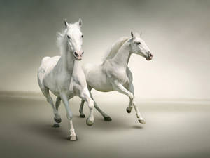 Two Majestic White Horses Wallpaper