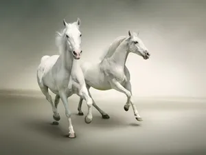 Two Majestic White Horses Wallpaper