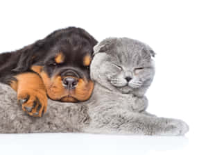 “two Of The Best Friends Ever: A Kitten And A Puppy” Wallpaper