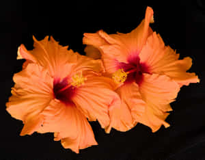 Two Orange Hibiscus Flower Wallpaper