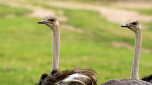 Two Ostriches Field View Wallpaper