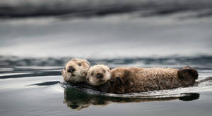 Two Otters Swimming Wallpaper