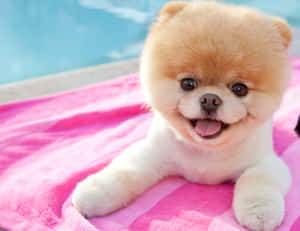 Two Pink Puppies Gazing At Each Other Adorably Wallpaper