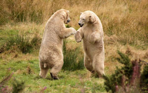 Two Polar Bear Fighting Wallpaper