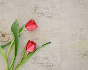 Two Red Tulip Flowers Wallpaper