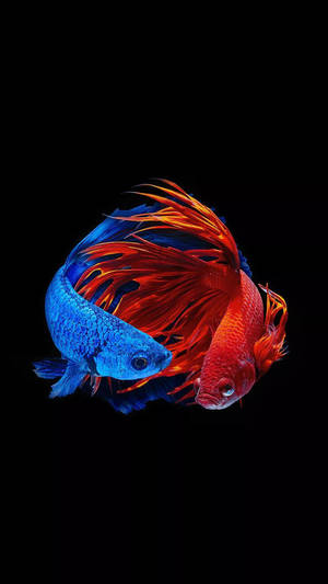 Two Siamese Fighting Fish Iphone Wallpaper