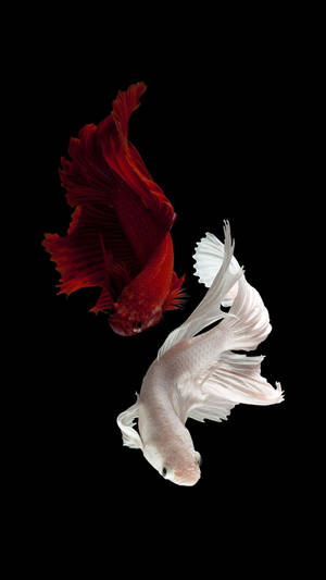 Two Siamese Fighting Fish Iphone Wallpaper