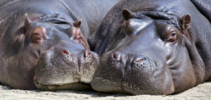 Two Sleepy Hippopotamuses Wallpaper