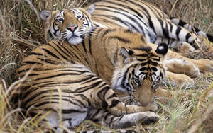 Two Tigers Lying On Grass Wallpaper