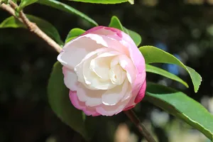 Two-toned Camellia Sasanqua Flower Wallpaper