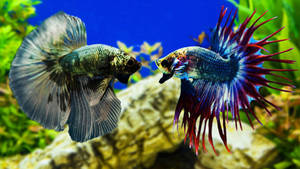 Two Tropical Fish Facing Wallpaper