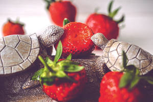 Two Turtles With Strawberries Wallpaper